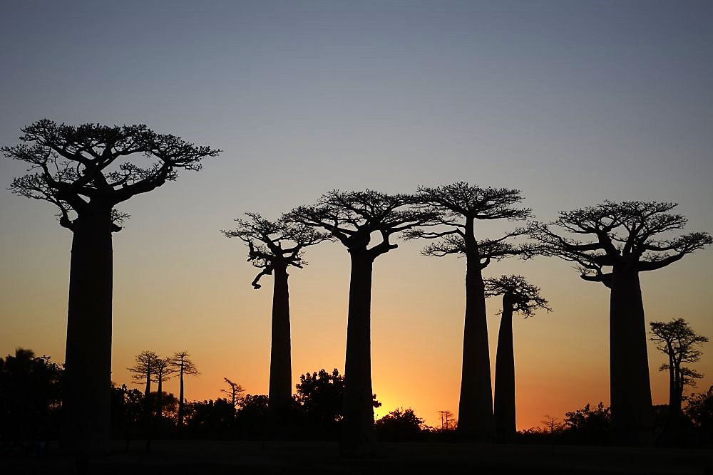 Baobaballee-in-der-Abenddämmerung