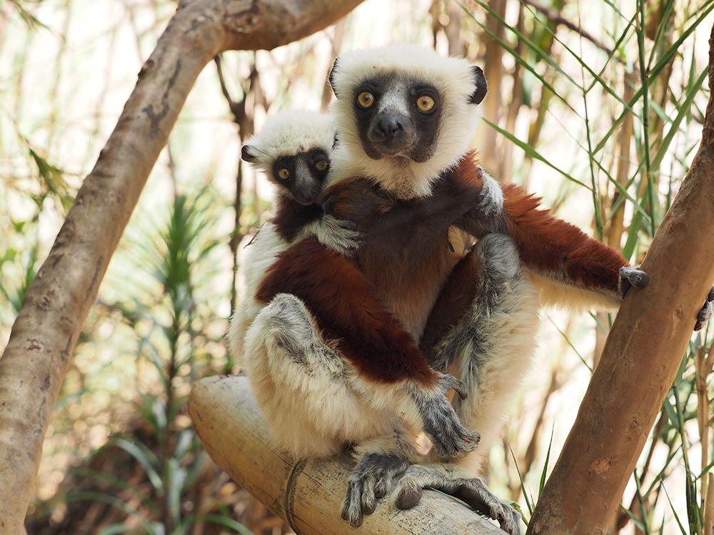 Katta Lemur: Rundreise in Madagaskar